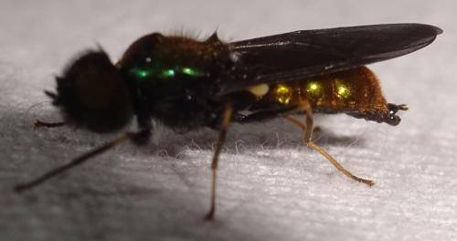 Chloromyia speciosa